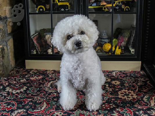 PoulaTo: Bichon Frisé